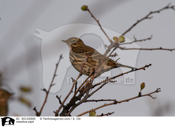 meadow pipit / SO-02890