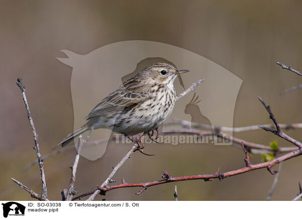 meadow pipit / SO-03038