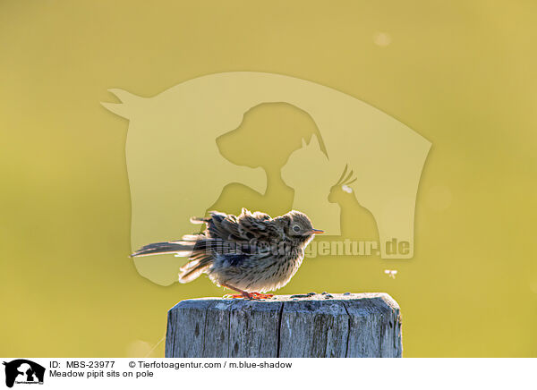 Meadow pipit sits on pole / MBS-23977