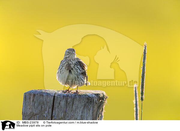 Meadow pipit sits on pole / MBS-23978