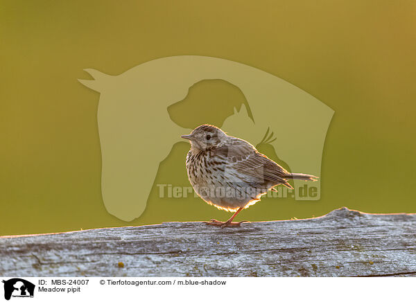 Meadow pipit / MBS-24007