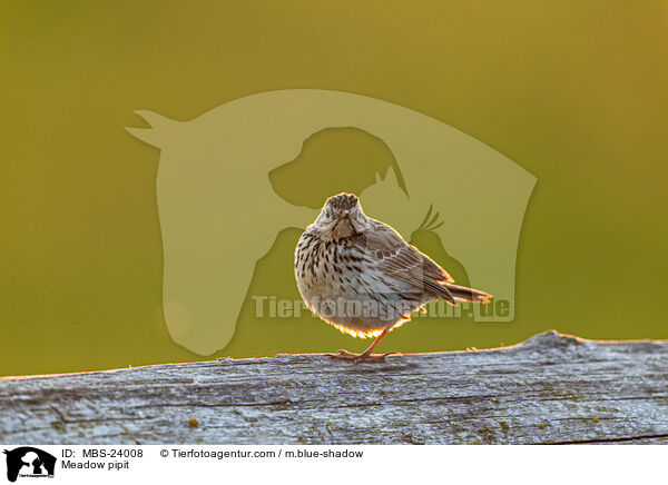 Meadow pipit / MBS-24008
