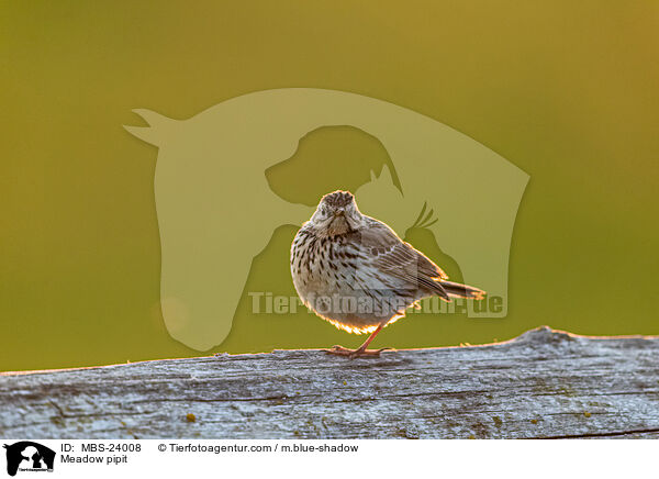 Wiesenpieper / Meadow pipit / MBS-24008