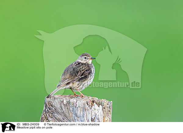 Wiesenpieper sitzt auf Pfahl / Meadow pipit sits on pole / MBS-24009