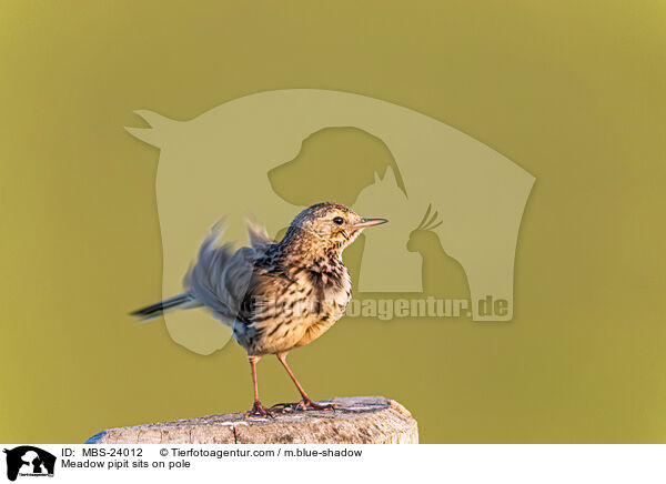 Meadow pipit sits on pole / MBS-24012