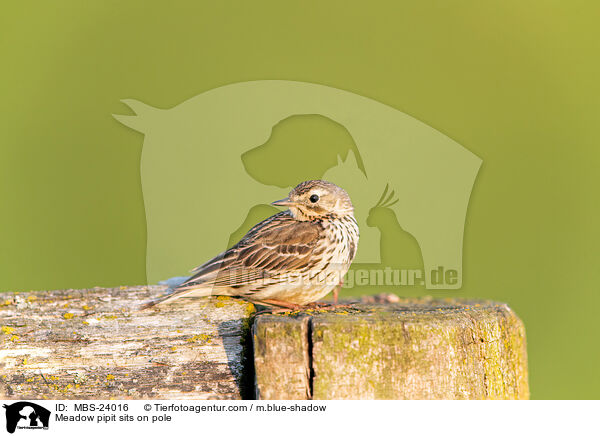 Meadow pipit sits on pole / MBS-24016