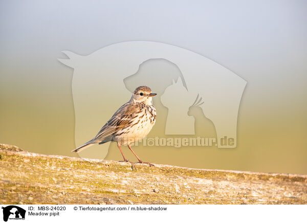 Meadow pipit / MBS-24020