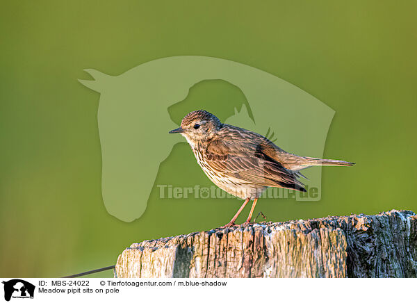 Meadow pipit sits on pole / MBS-24022