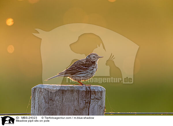 Meadow pipit sits on pole / MBS-24023