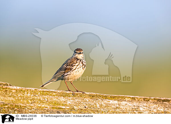 Meadow pipit / MBS-24036