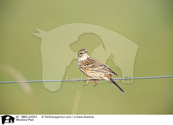 Meadow Pipit / MBS-24503