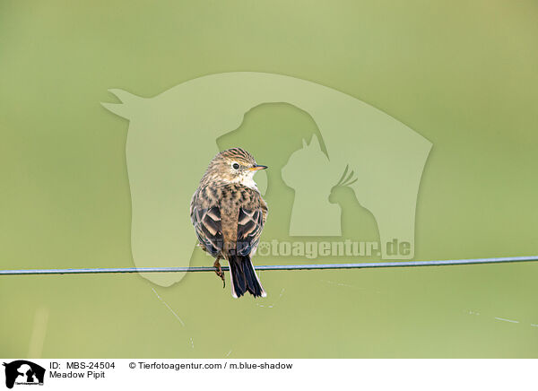 Meadow Pipit / MBS-24504