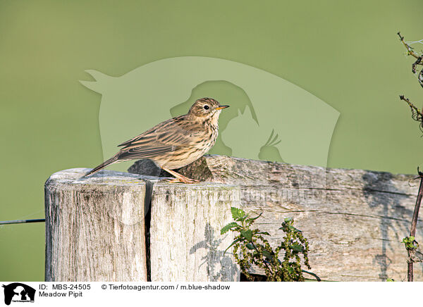 Wiesenpieper / Meadow Pipit / MBS-24505