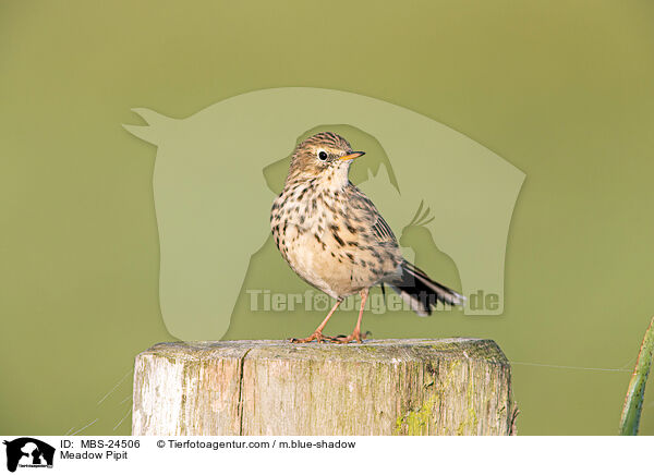 Wiesenpieper / Meadow Pipit / MBS-24506