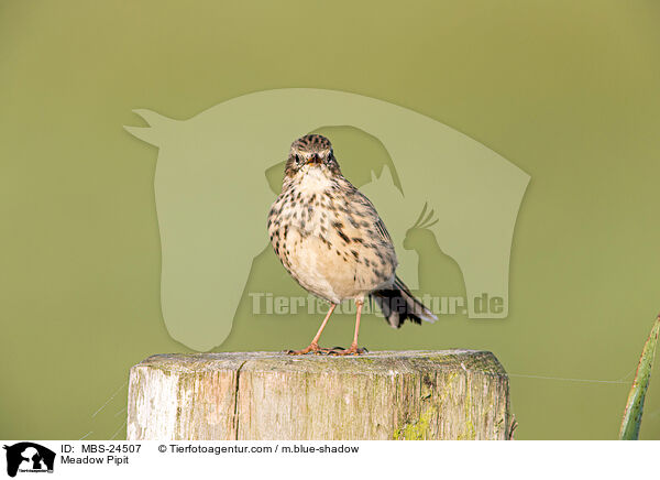 Meadow Pipit / MBS-24507