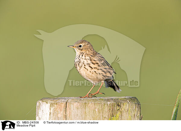 Meadow Pipit / MBS-24508