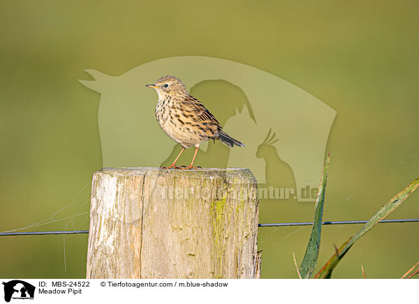 Meadow Pipit / MBS-24522
