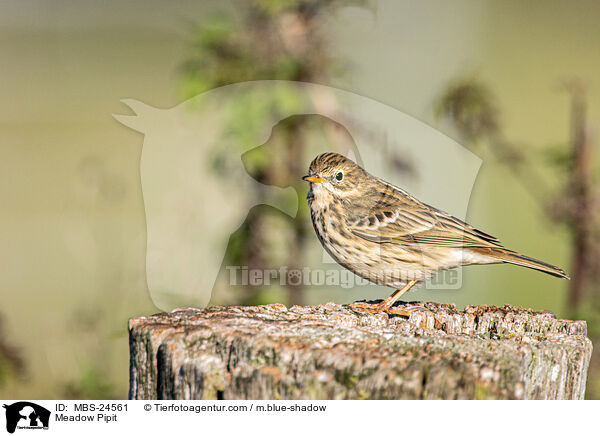 Wiesenpieper / Meadow Pipit / MBS-24561