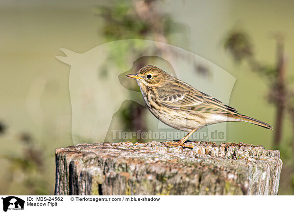 Wiesenpieper / Meadow Pipit / MBS-24562