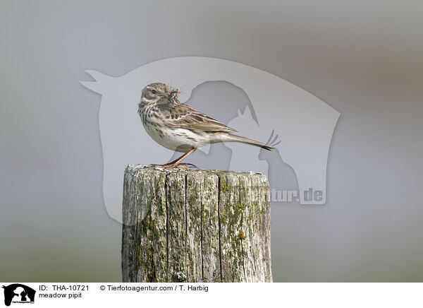 meadow pipit / THA-10721