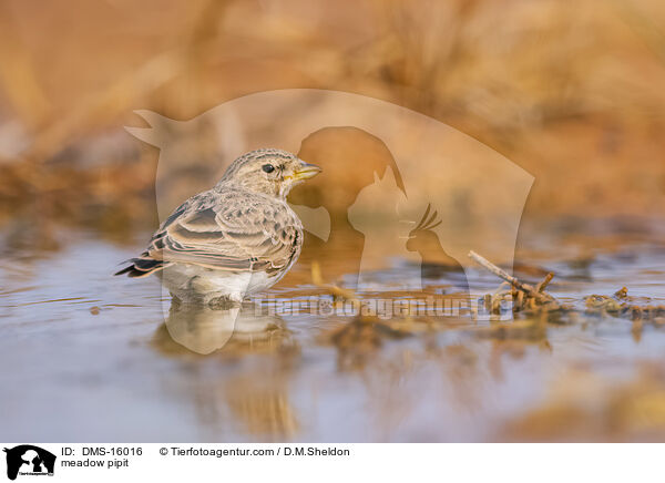meadow pipit / DMS-16016