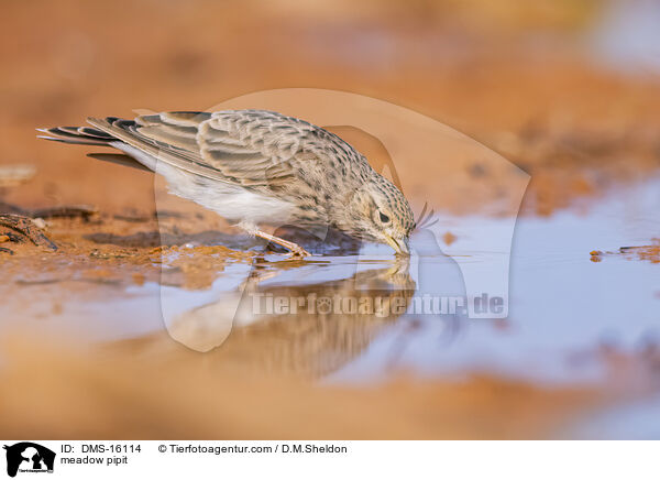 Wiesenpieper / meadow pipit / DMS-16114