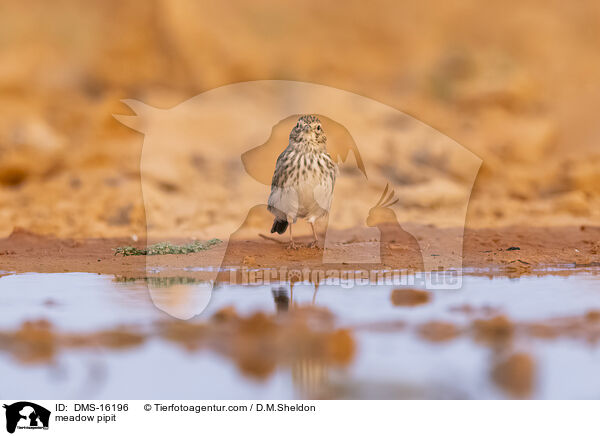 Wiesenpieper / meadow pipit / DMS-16196