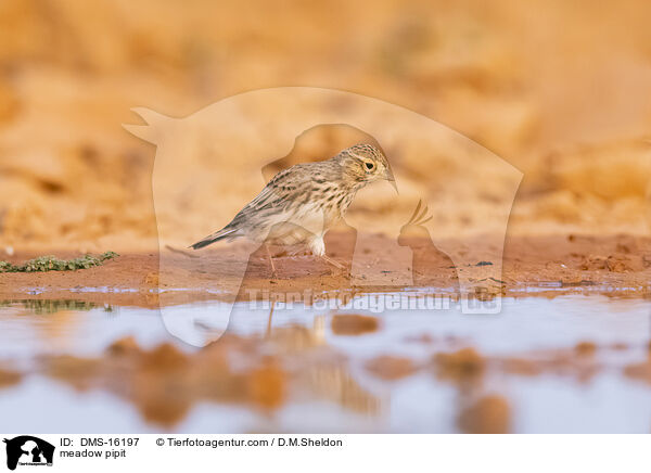 Wiesenpieper / meadow pipit / DMS-16197
