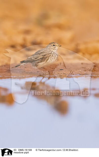 Wiesenpieper / meadow pipit / DMS-16198
