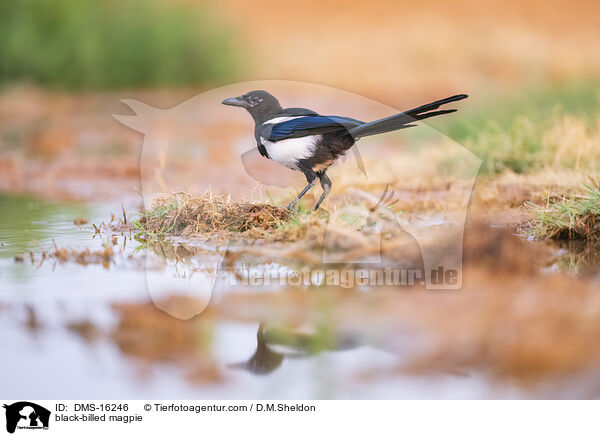 black-billed magpie / DMS-16246