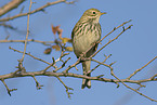 meadow pipit