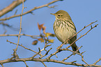 meadow pipit