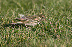 meadow pipit