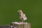 meadow pipit