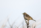 meadow pipit