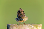 Meadow pipit sits on pole