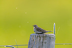 Meadow pipit sits on pole