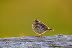 Meadow pipit