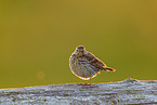 Meadow pipit