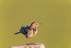 Meadow pipit sits on pole