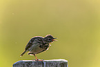 Meadow pipit sits on pole