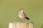 Meadow Pipit