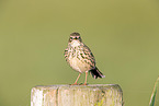 Meadow Pipit