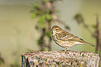 Meadow Pipit