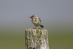 meadow pipit