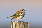 meadow pipit