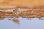 meadow pipit
