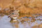 meadow pipit