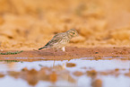 meadow pipit
