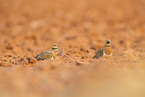 pin-tailed sandgrouse